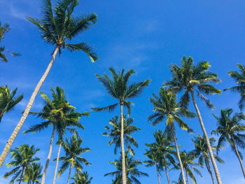 Low angle view of palm trees against blue sky