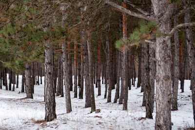 Trees in forest during winter