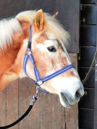 Close-up of horse in stable