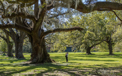 Full frame view of a person dwarfed by a large oak tree