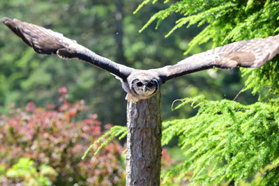 Verreauxs eagle owl in flight 