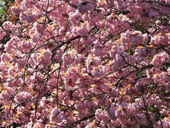 Low angle view of pink flowering tree