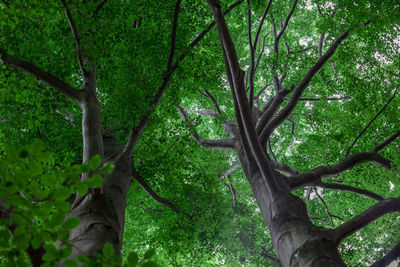 Low angle view of trees in forest