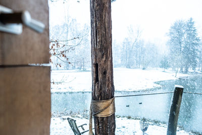 Snow on tree trunk during winter