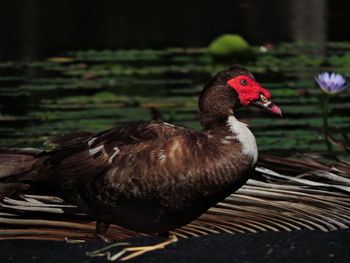 Close-up of duck on lake