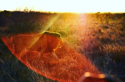 Lion walking in field against sky during sunny day