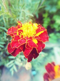 Close-up of red flower blooming outdoors