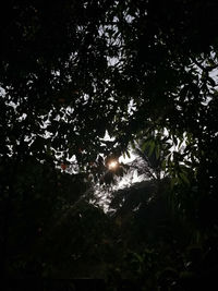 Low angle view of trees in forest