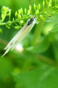 Close-up of insect on plant
