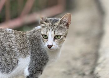 Close-up portrait of tabby cat