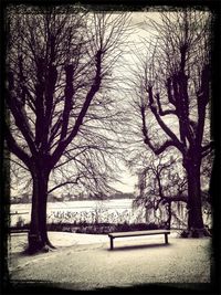 Bare trees against sky