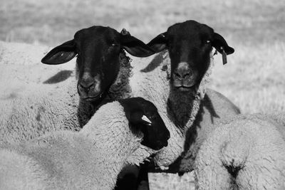 Portrait of a horse on field