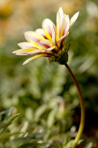 Close-up of flowering plant