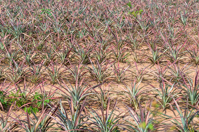 Full frame shot of plants growing on field