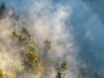 Low angle view of trees in forest against sky