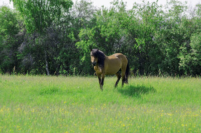 Horse grazing on field against trees