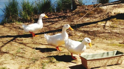 White geese on tree