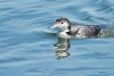 Close-up of duck swimming in lake