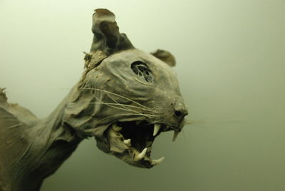 Close-up of cat taxidermy in museum