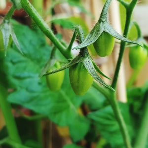 Close-up of plant against blurred background