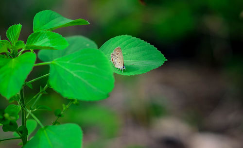 Close-up of caterpillar on plant