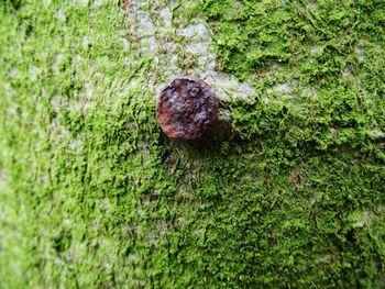 High angle view of lizard on grass