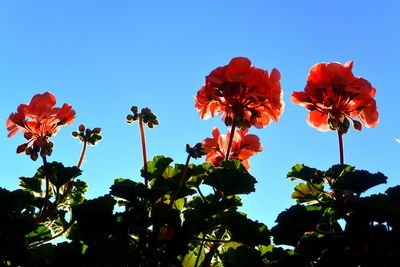 Low angle view of flowering plants against blue sky