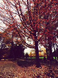 Trees growing on field during autumn