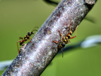 Close-up of insect