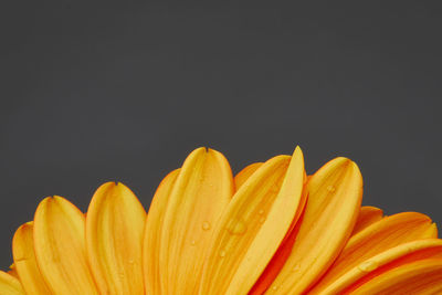 Close-up of yellow flower against black background