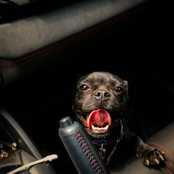 Close-up of dog eating food