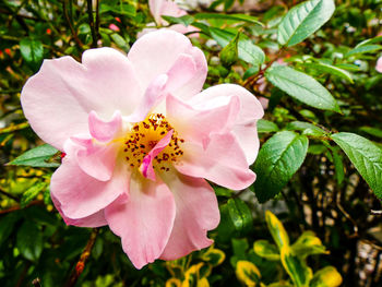 Close-up of pink flower