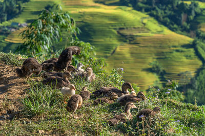 View of birds on land