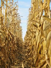 Low angle view of corn plantation