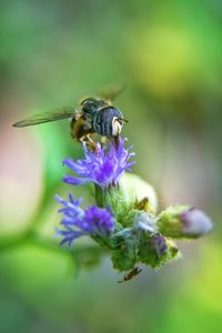 Close-up of bee pollinating on purple flower