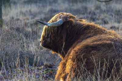 Cow on a field