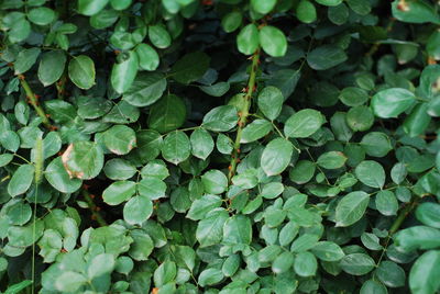 Green, quiet and fresh leaves