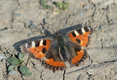 High angle view of butterfly on leaf