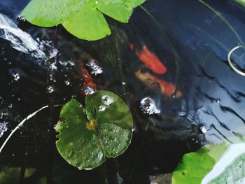 High angle view of fish swimming in lake