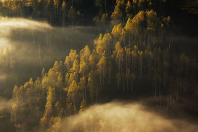 Trees in forest during foggy weather