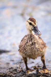 Close-up portrait of a bird