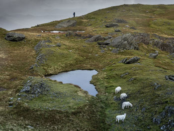 View of sheep on rock