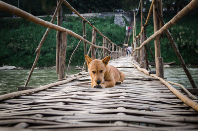View of a dog on water