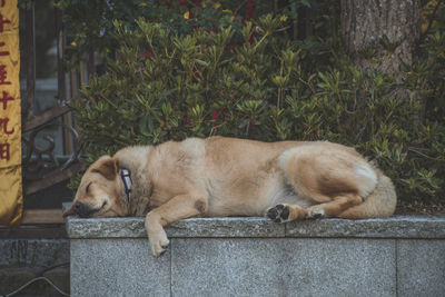 View of a dog sleeping