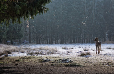 Dog in a forest