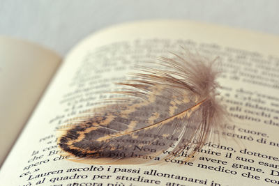 Close-up of feather on paper