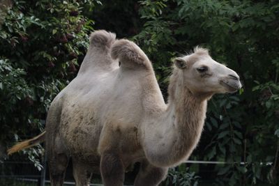 Bactrian camel standing against trees