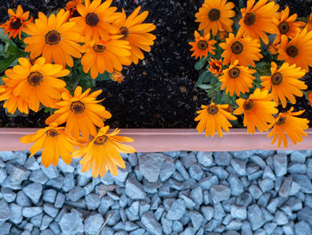 High angle view of yellow flowering plant