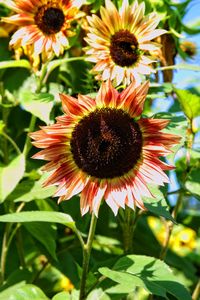 Close-up of fresh flowers blooming outdoors