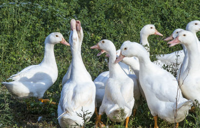 White swans